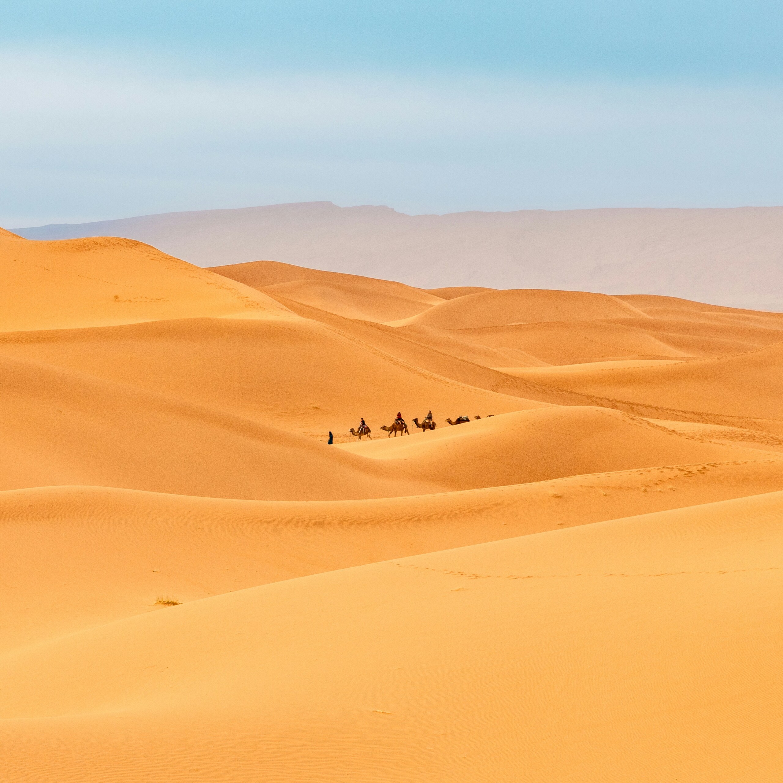 Camels resting in the Sahara desert at golden hour, Morocco