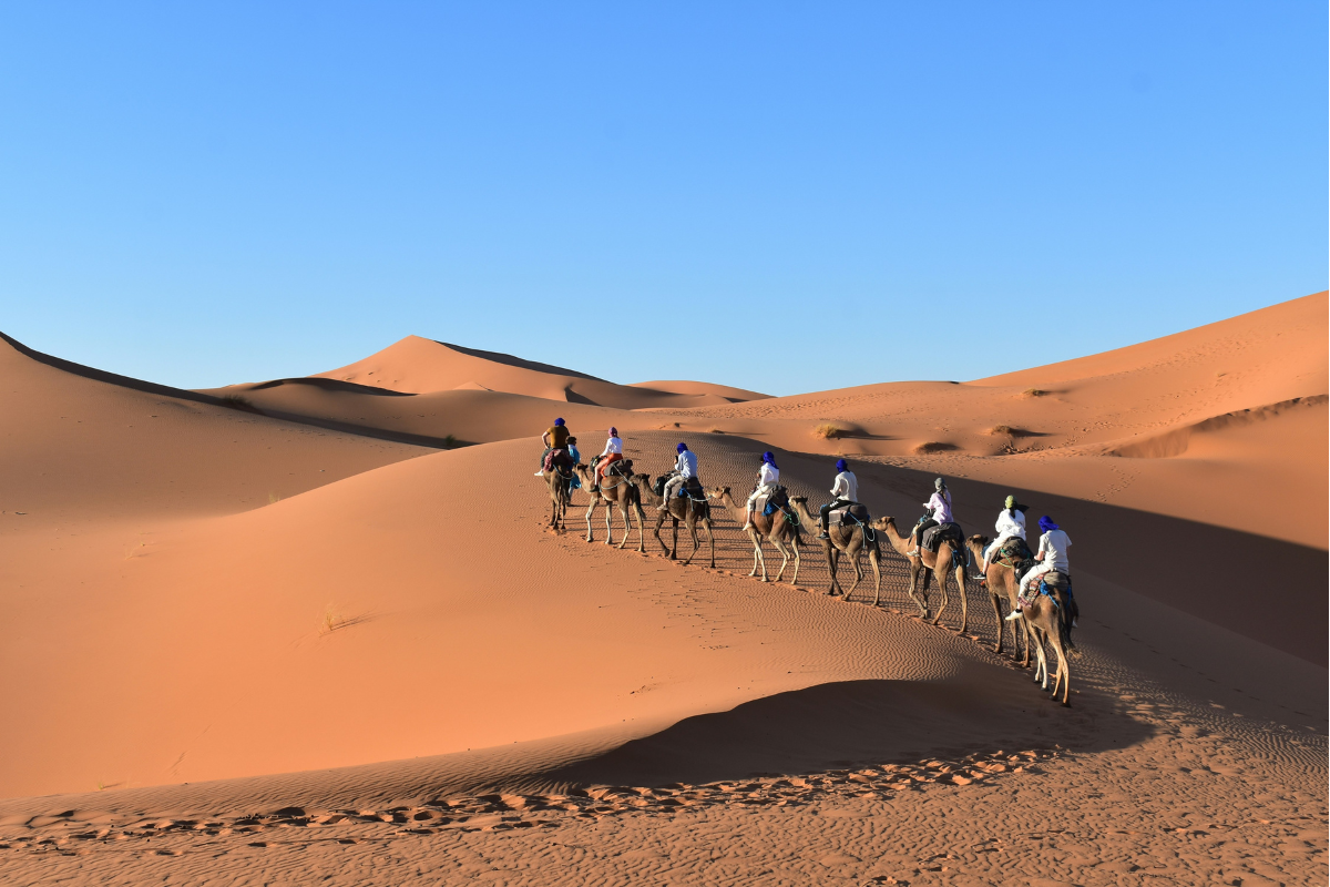 Camel trek at sunset into the Sahara desert
