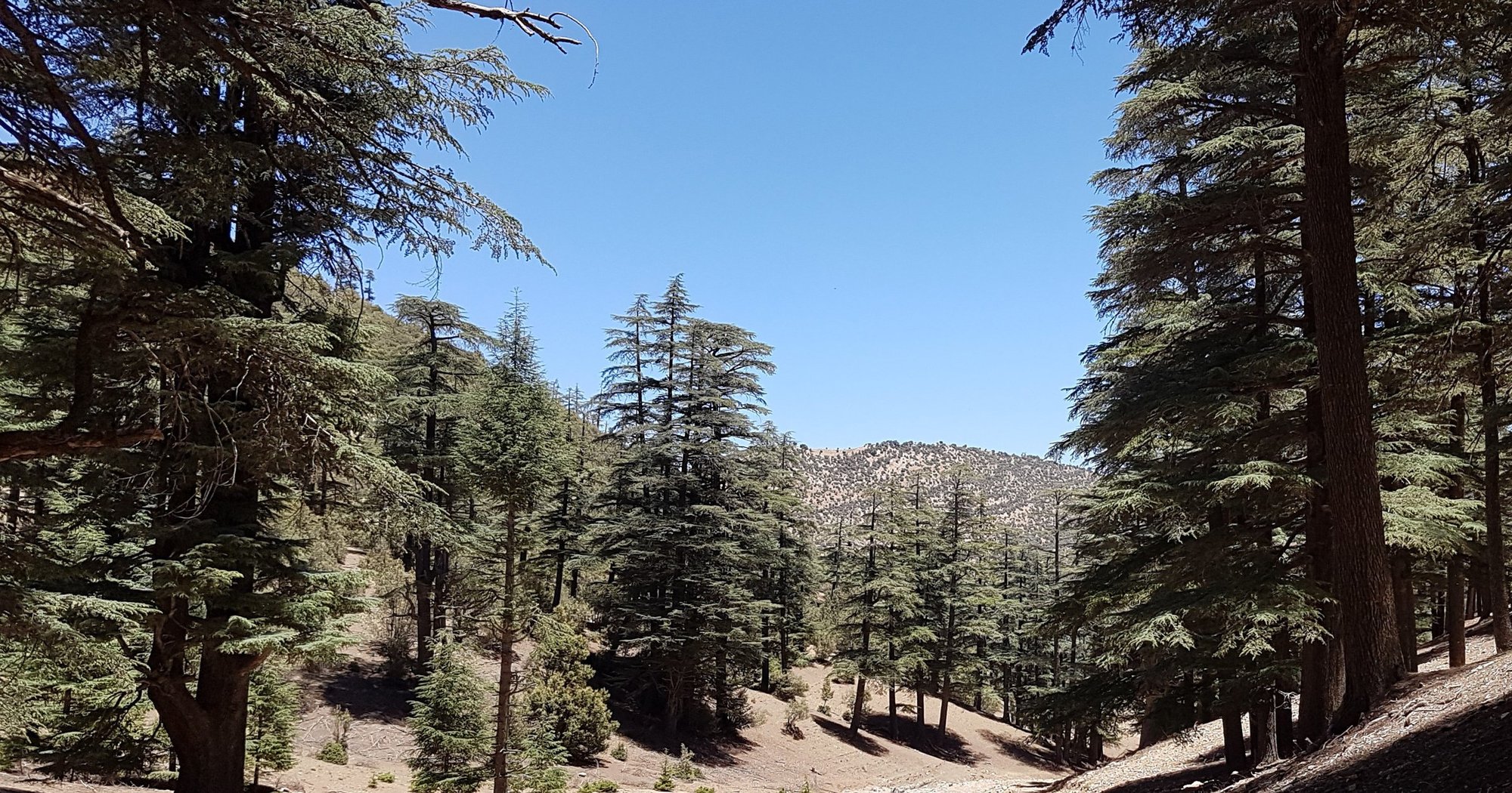 Cedar forest and Barbary macaques in the Middle Atlas near Azrou