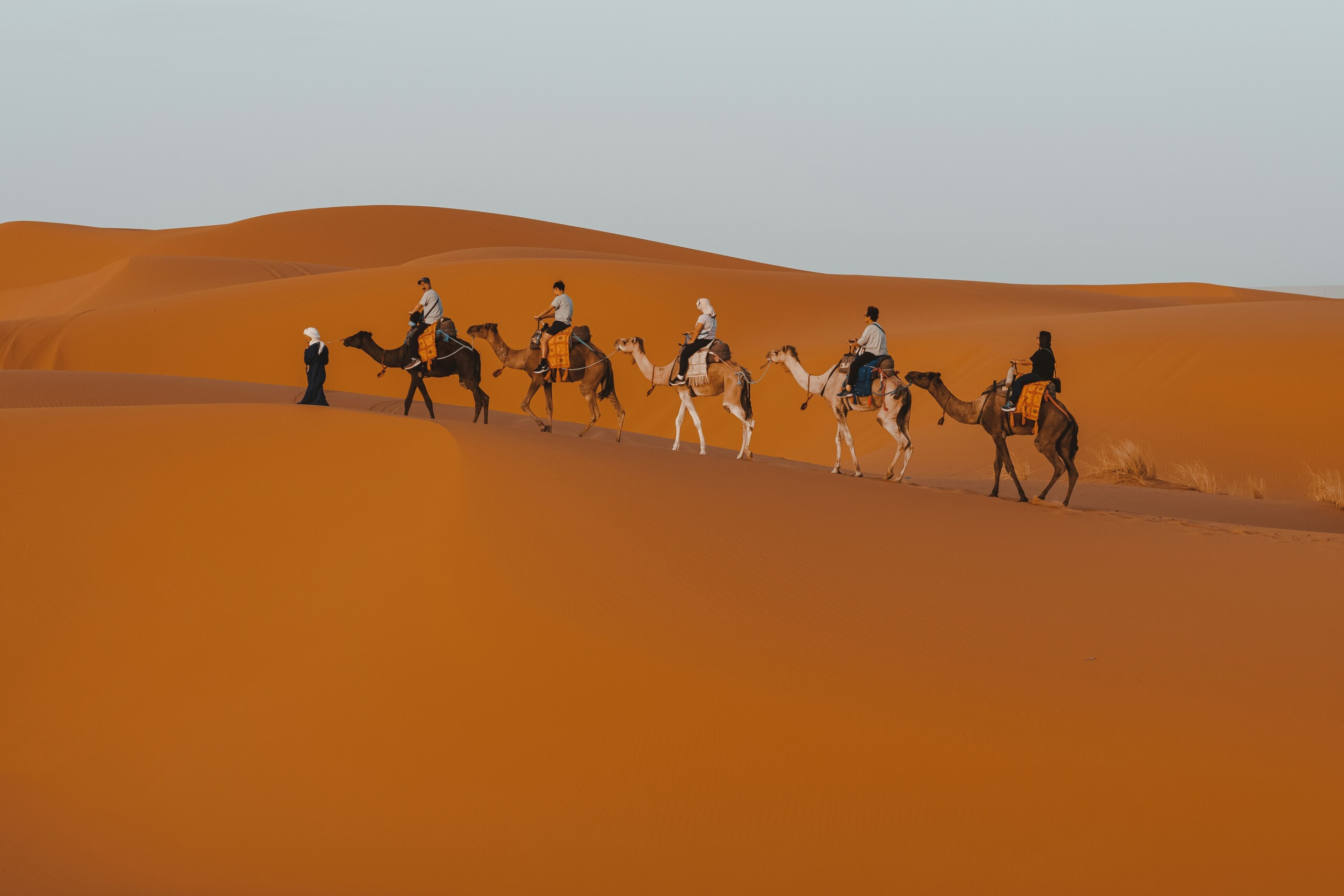 Nomad guide standing beside a camel in the Sahara desert, Morocco