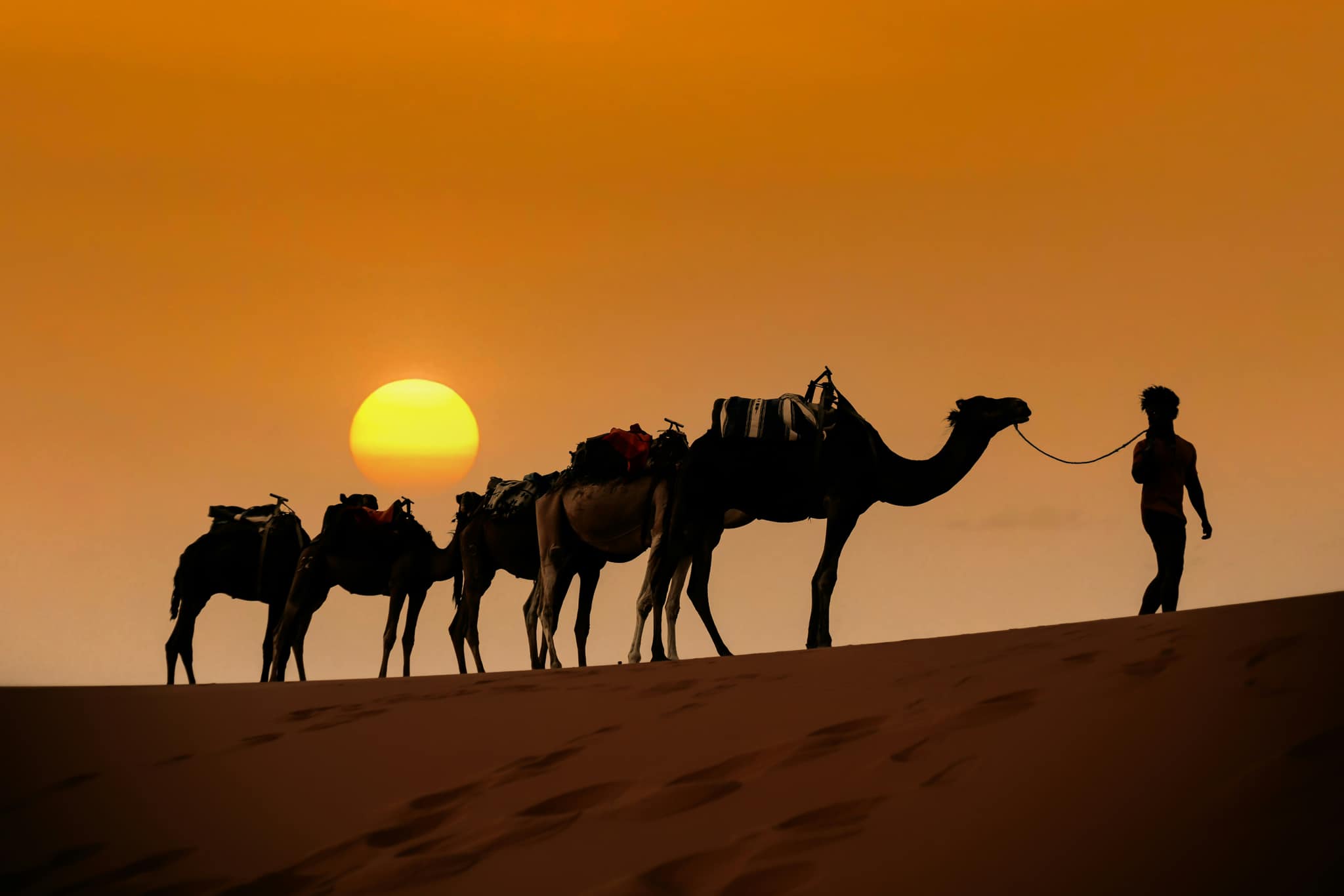 Camel trek across the dunes near Merzouga, Morocco